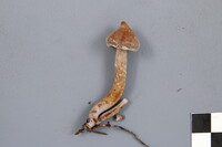 Cortinarius flexipes image